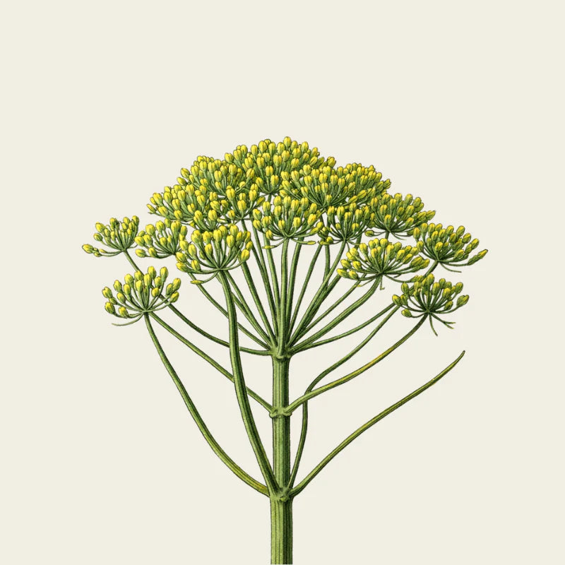 Oway Organics Curly Hair Bath Shampoo